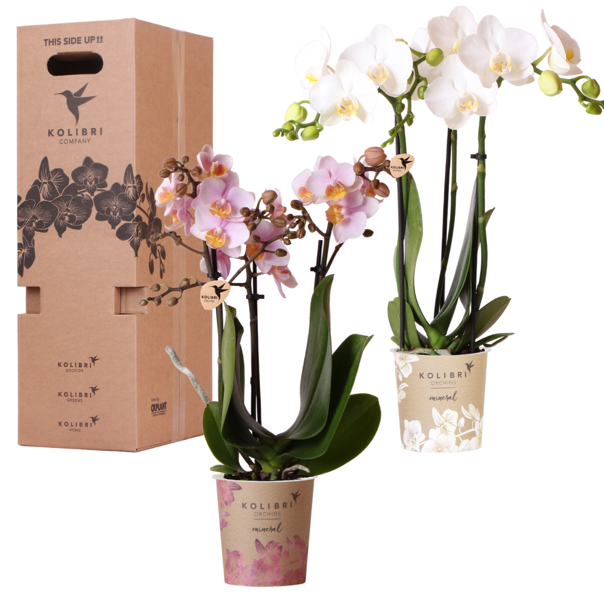 Kolibri Orchideen - Überraschungsbox -Mischung - Pflanzenvorteil Box - Überraschungsbox mit 2 verschiedenen Orchideen Ø9cm - frisch vom Züchter aus