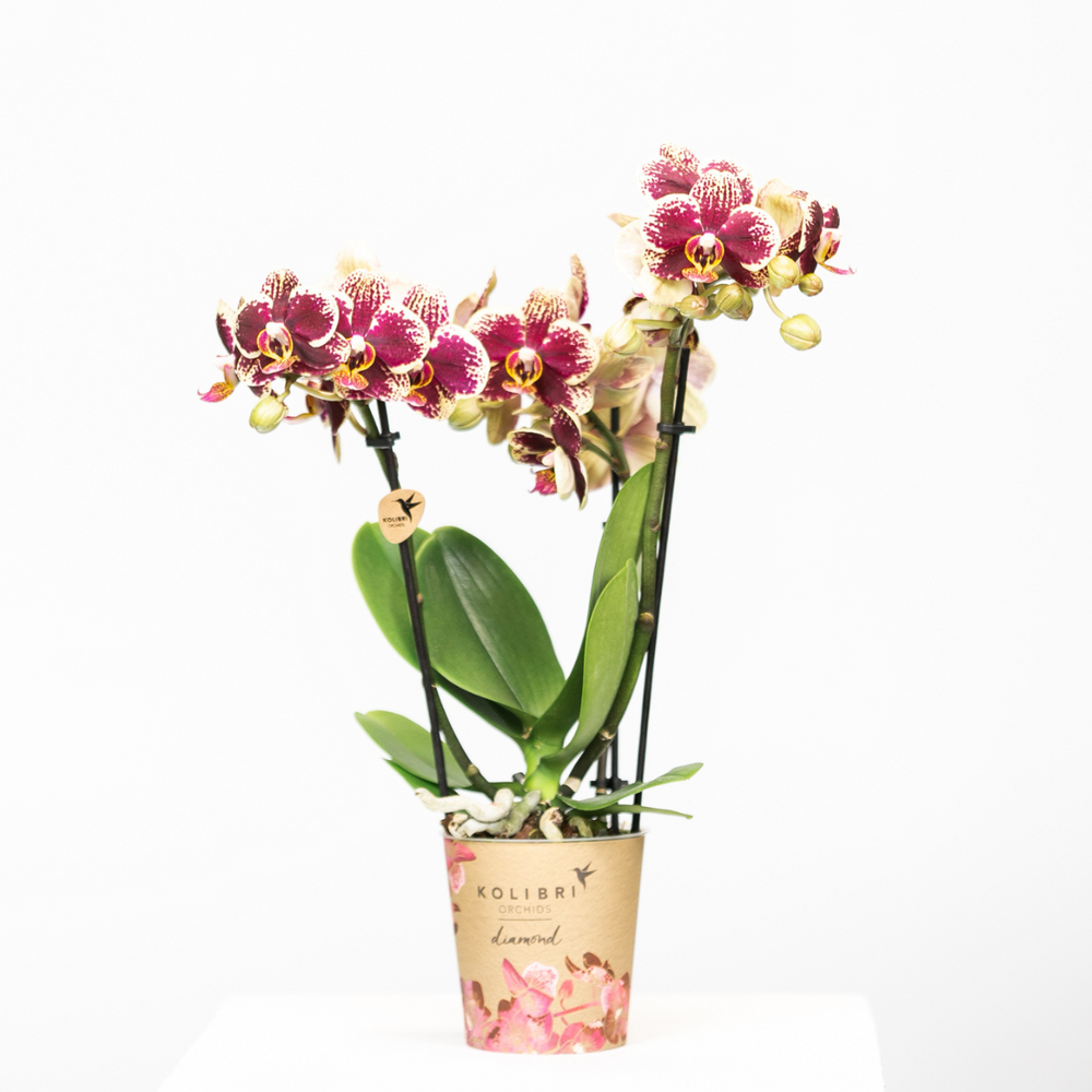 
                      
                        DEAL - KOMBI-ANGEBOT mit 4 gelb-roten Phalaenopsis-Orchideen - Spanien - Topfgröße Ø9cm | blühende Zimmerpflanze – frisch vom Züchter
                      
                    