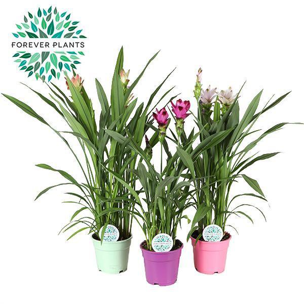 
                      
                        Curcuma Siam Mix - 3 Stück - Ø17cm - ↕60-65cm
                      
                    