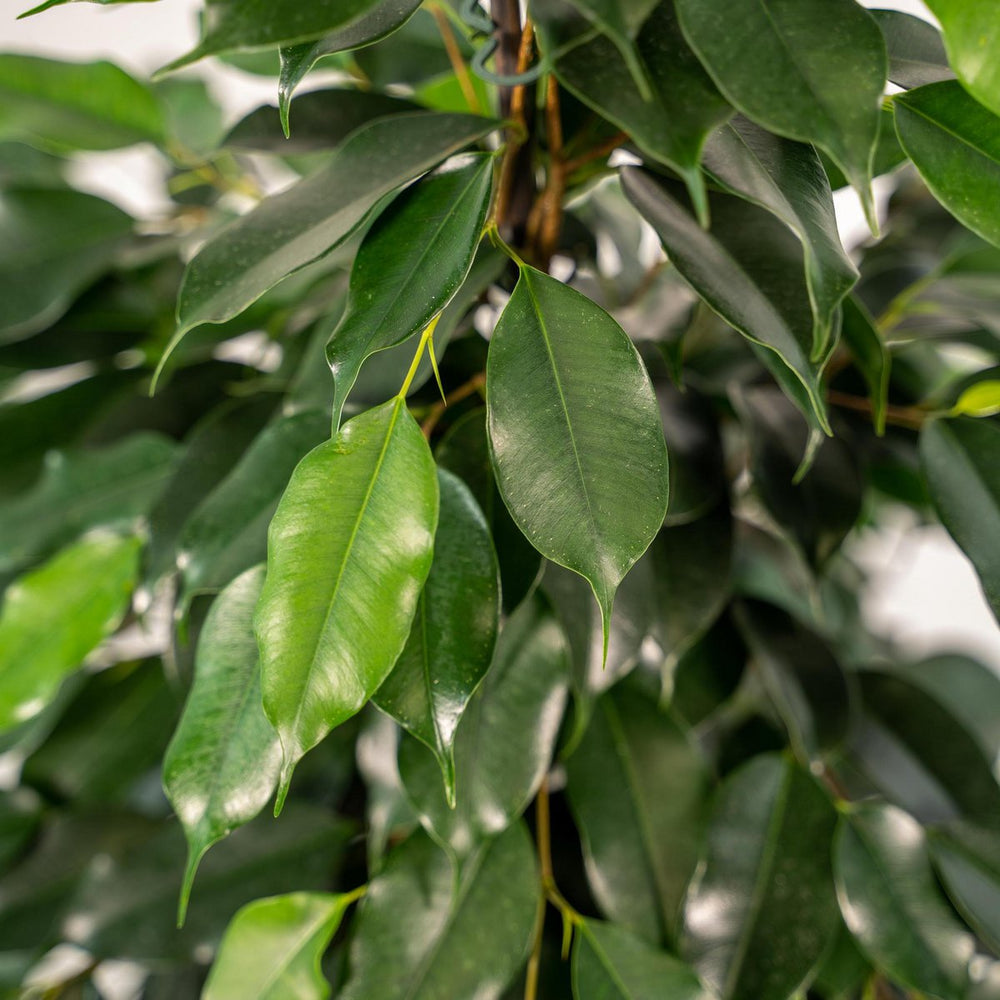 
                      
                        Ficus benjamina Danielle - Ø21cm - ↕95cm
                      
                    