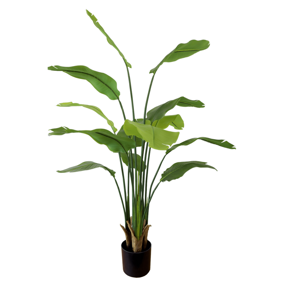 
                      
                        Strelitzia Kunstpflanze 160cm
                      
                    