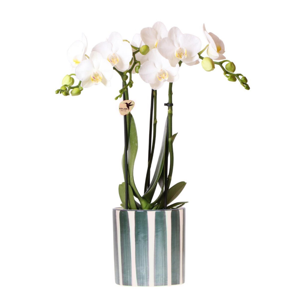 Weiße Phalaenopsis-Orchidee Amabilis + Painted Stripe Topf grün – Topfgröße Ø9cm | blühende Zimmerpflanze – frisch vom Züchter