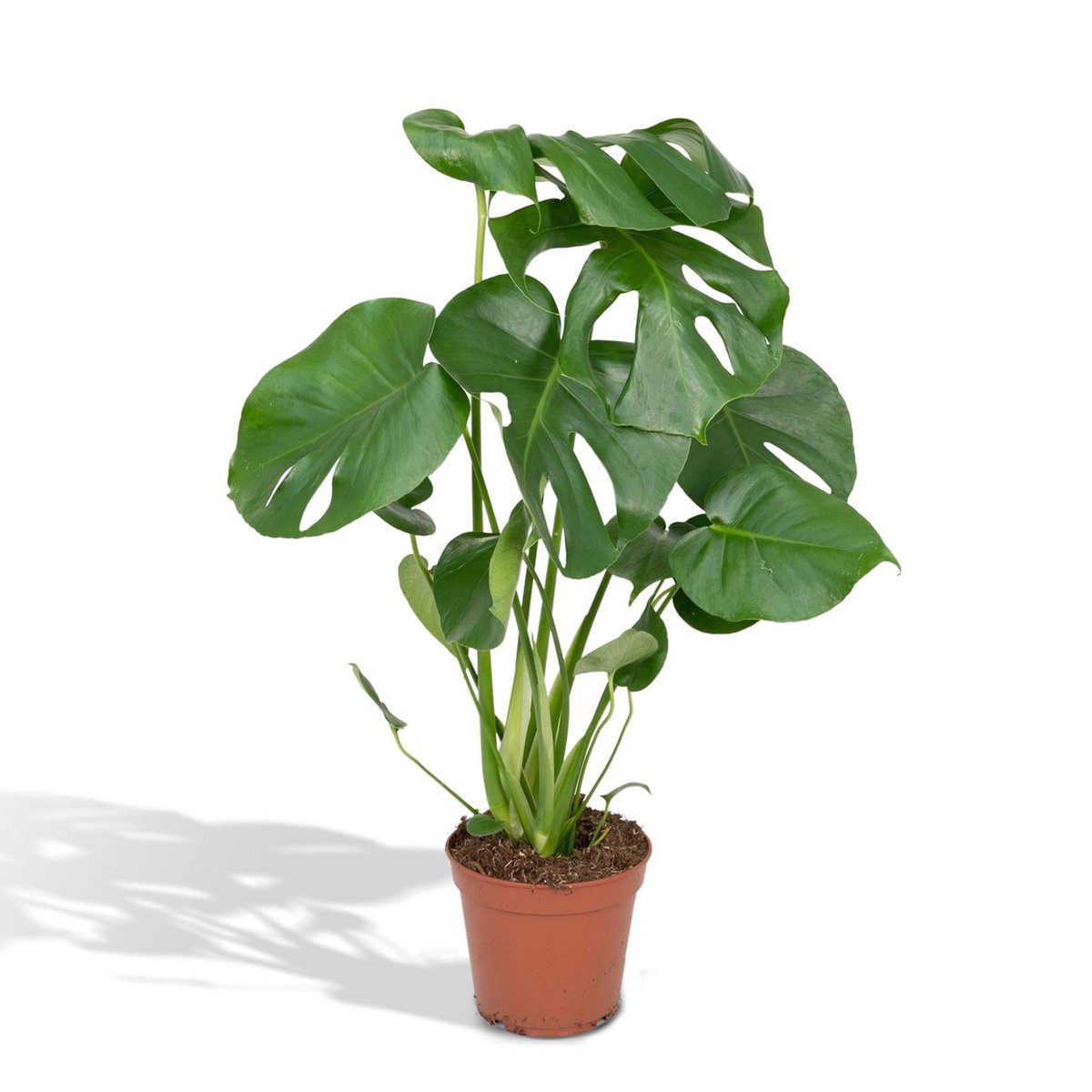 Monstera Deliciosa - Lochpflanze - Ø17cm - ↕55cm