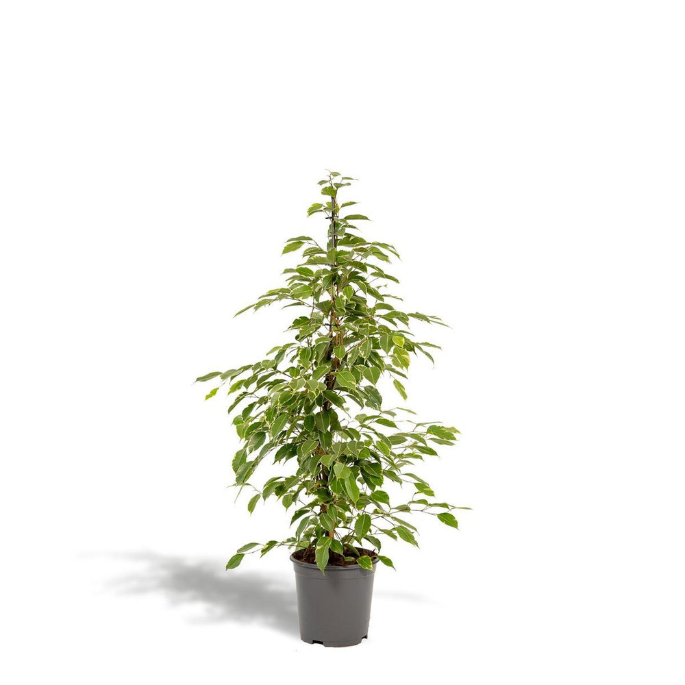 
                      
                        Ficus benjamina Goldenking - Ø21cm - ↕95cm
                      
                    