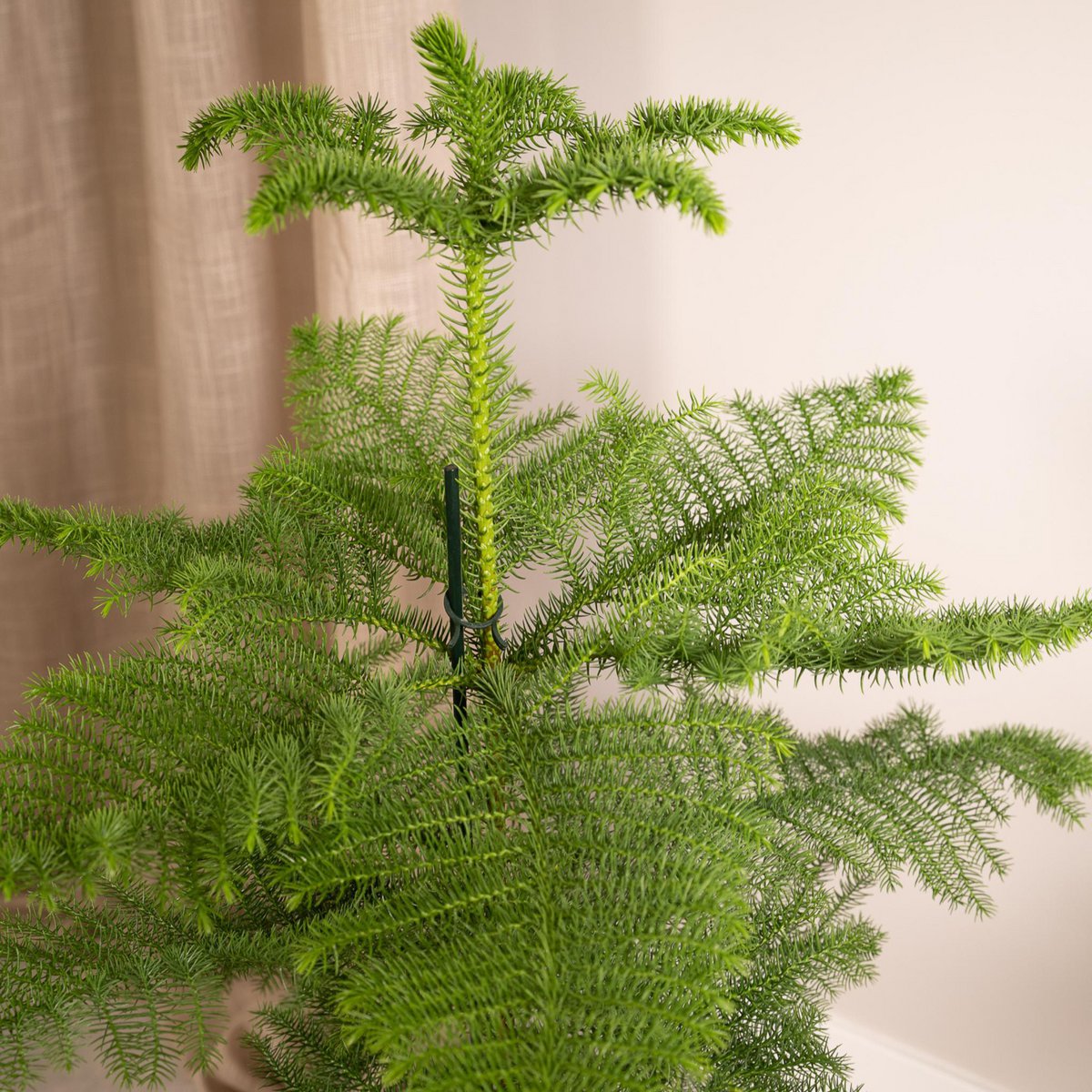Araucaria -Zimmertanne Höhe 70cm Topfgröße 21cm