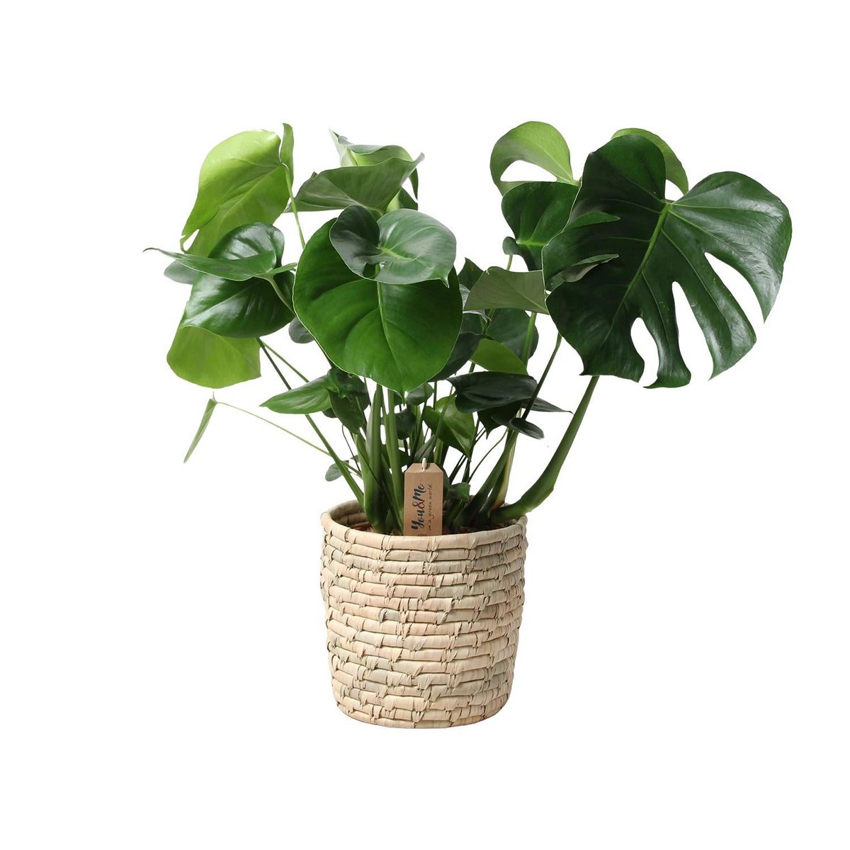 Monstera im Palmblattkorb – Pflanztopf Ø 21 cm | Höhe ca. 60 cm