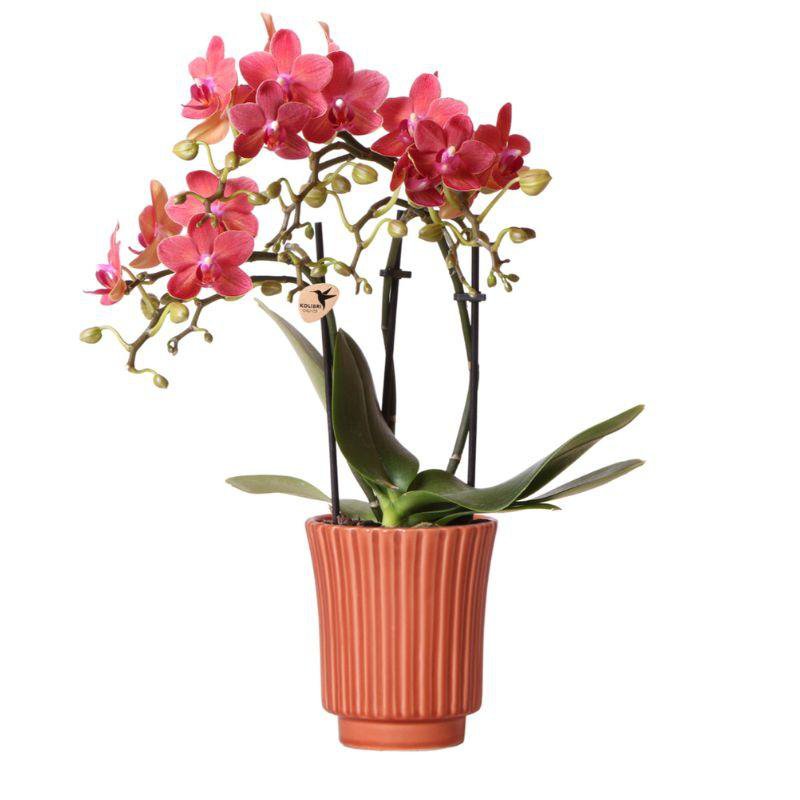 Orchideen | Rote Phalaenopsis-Orchidee – Kongo + Retro Dekotopf Terrakotta – Topfgröße Ø9cm – 40cm hoch | Blühende Zimmerpflanze im Blumentopf – frisch vom Züchter