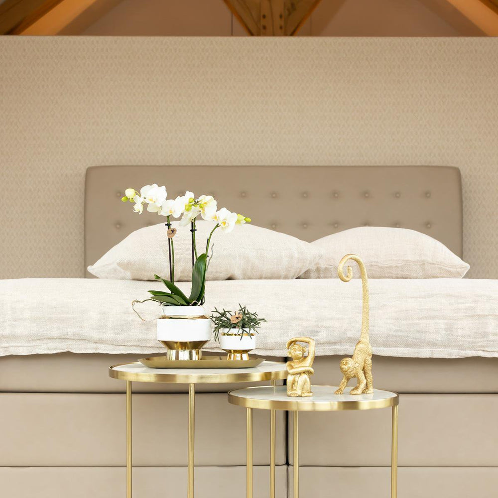 
                      
                        Le Chic Blumentopf – Weißer dekorativer Keramiktopf mit goldenen Details – Ø6 cm
                      
                    
