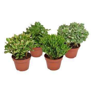 Crassula-Mix – 4 Stück – Ø15 cm – ↕20 cm