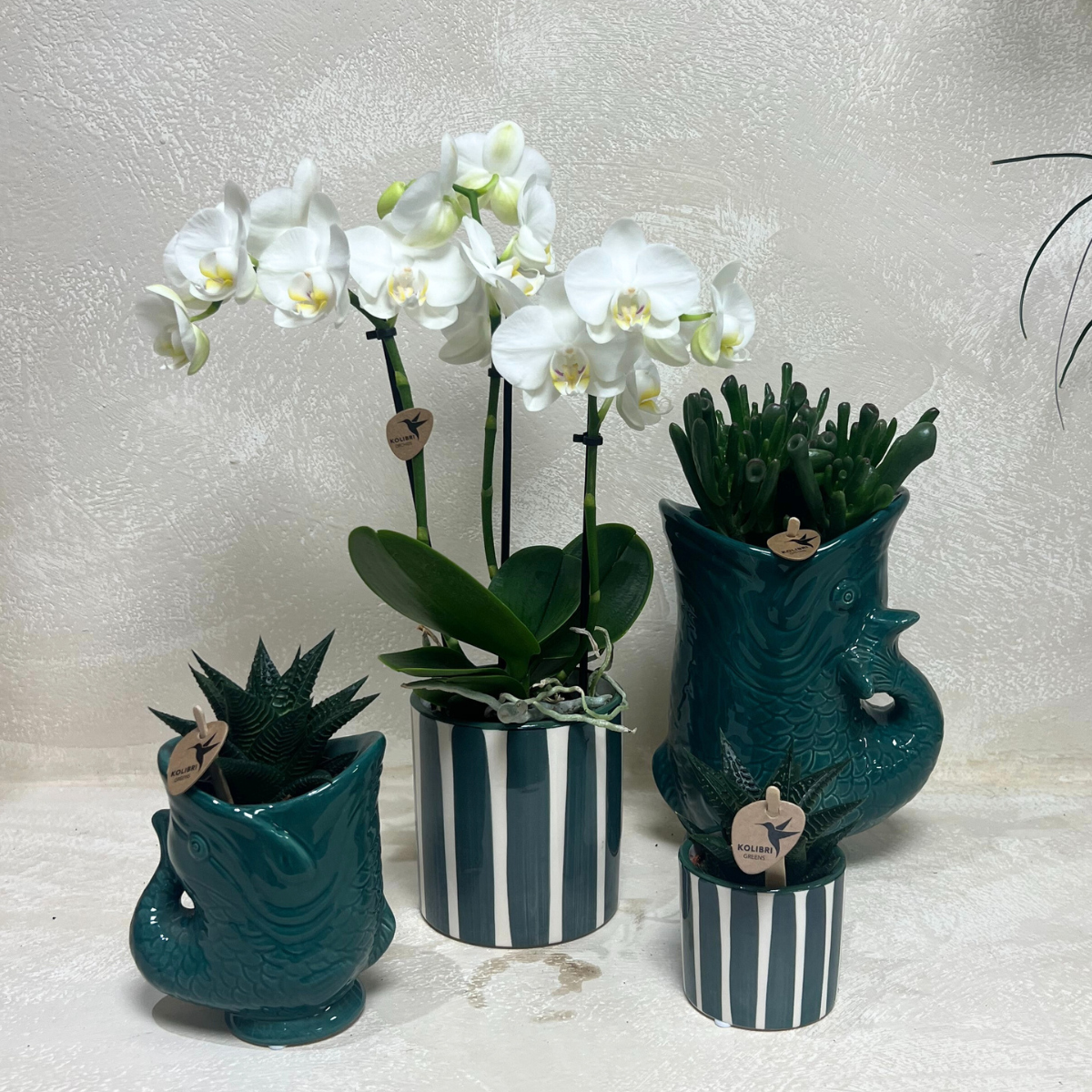 Orchideen Set von weißen Orchideen und Sukkulenten in Dekorationstöpfen, Topfgröße Ø9cm & Ø6cm | Blüten- und Zimmerpflanze - frisch vom Züchter