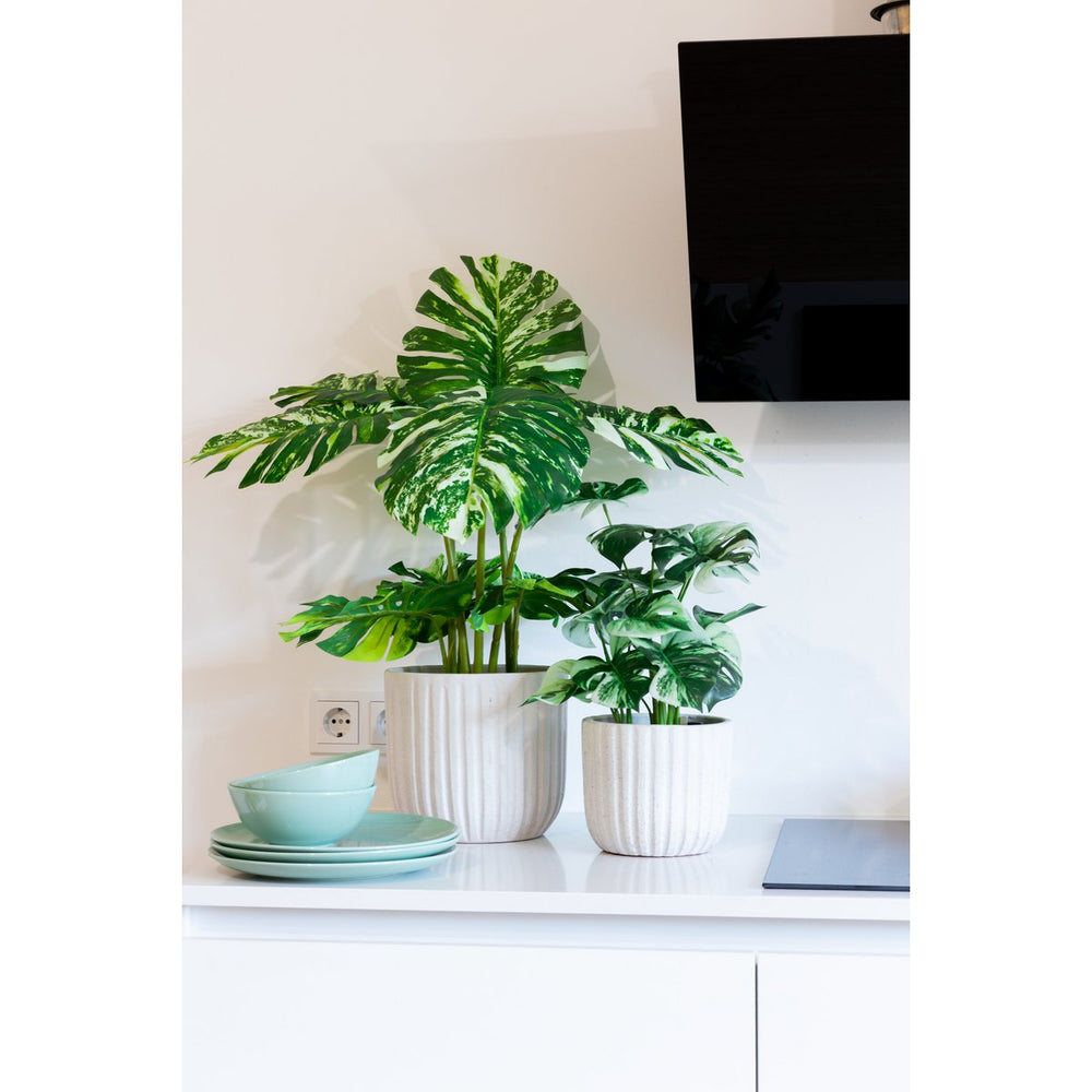 
                      
                        Monstera variegata Kunstpflanze 75cm
                      
                    