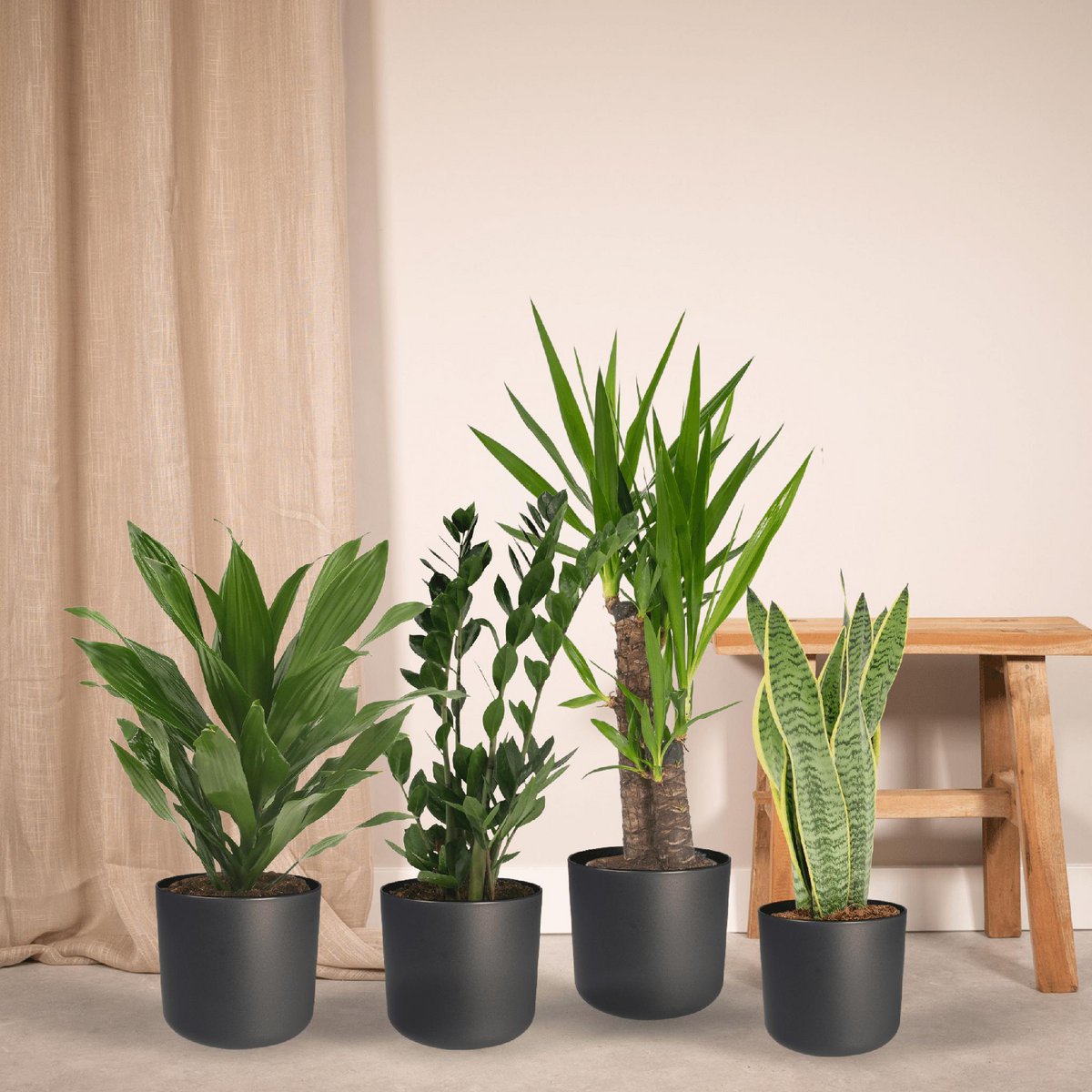 Easy Plantbox – 4 pflegeleichte Zimmerpflanzen | verschiedene Höhen