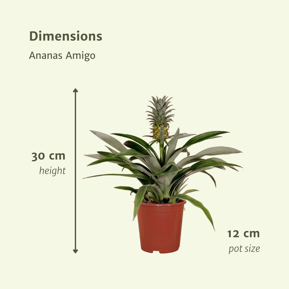 
                      
                        Ananaspflanze – Bromelie – 2 Stück – 30 cm – ø12
                      
                    