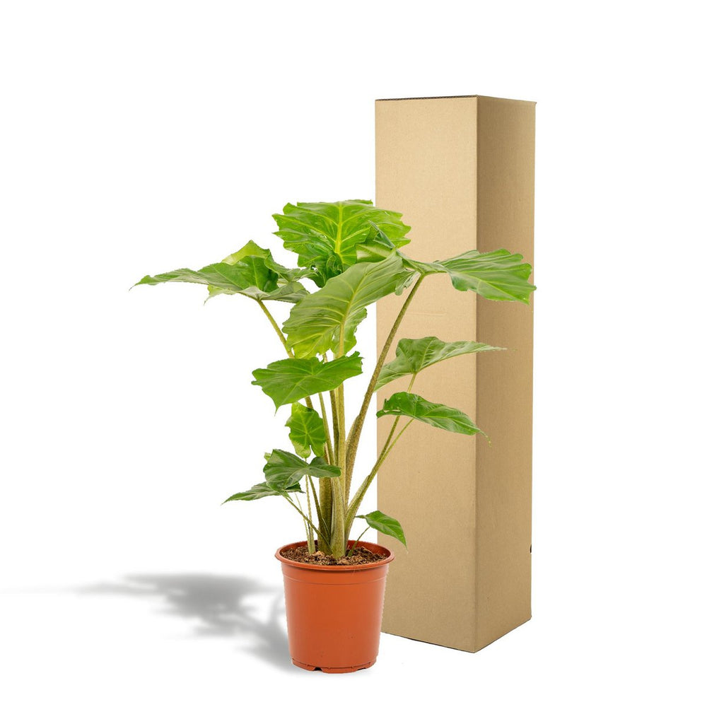 
                      
                        Elefantenohr, Alocasia Portodora – Ø21cm – ↕80cm
                      
                    