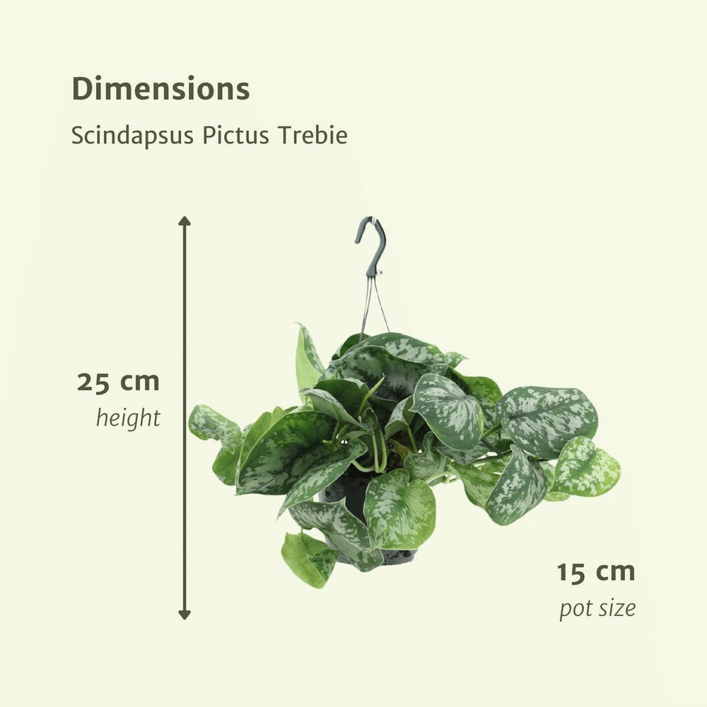
                      
                        Scindapsus Pictus Trebie - Epipremnum - 2 Stück - ø15cm - ↕25cm
                      
                    