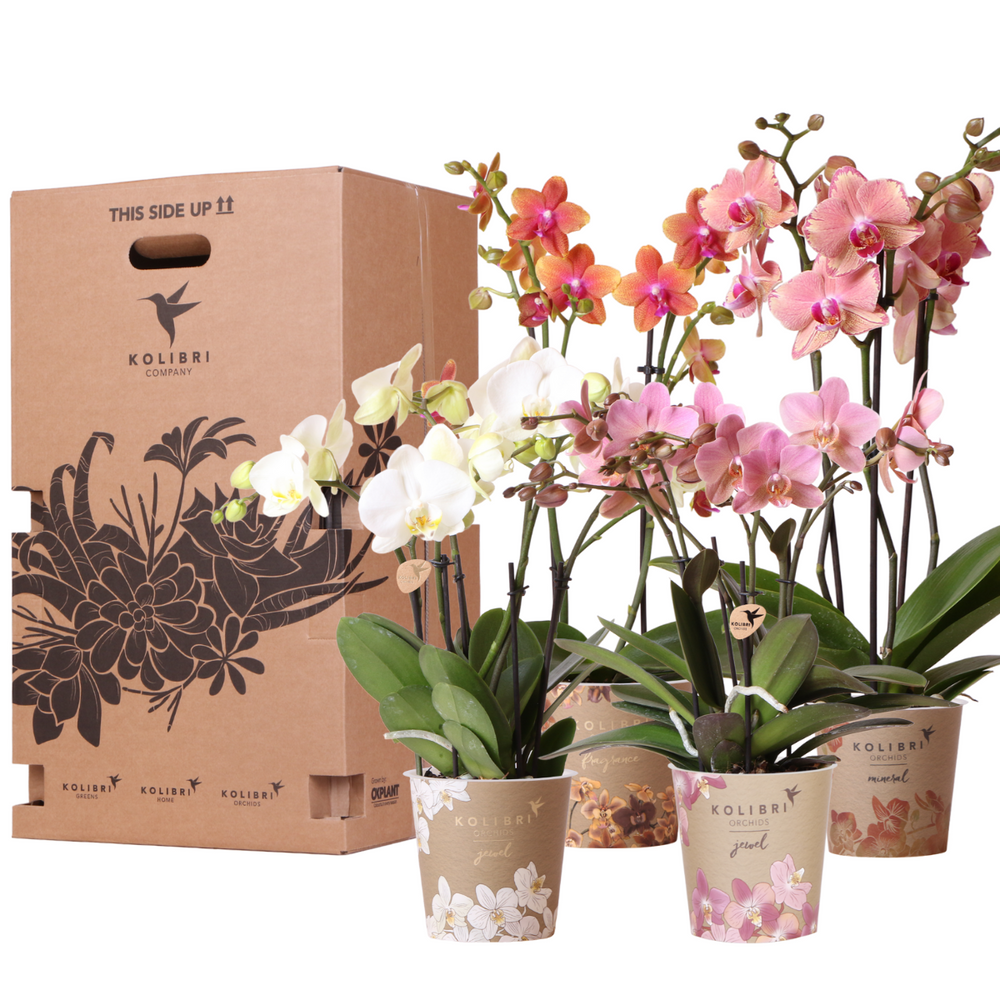 
                      
                        Deal Orchideen – Überraschungsbox-Mix – Pflanzen-Rabattbox – Überraschungsbox mit 4 verschiedenen Orchideen 12 cm – frisch vom Züchter
                      
                    