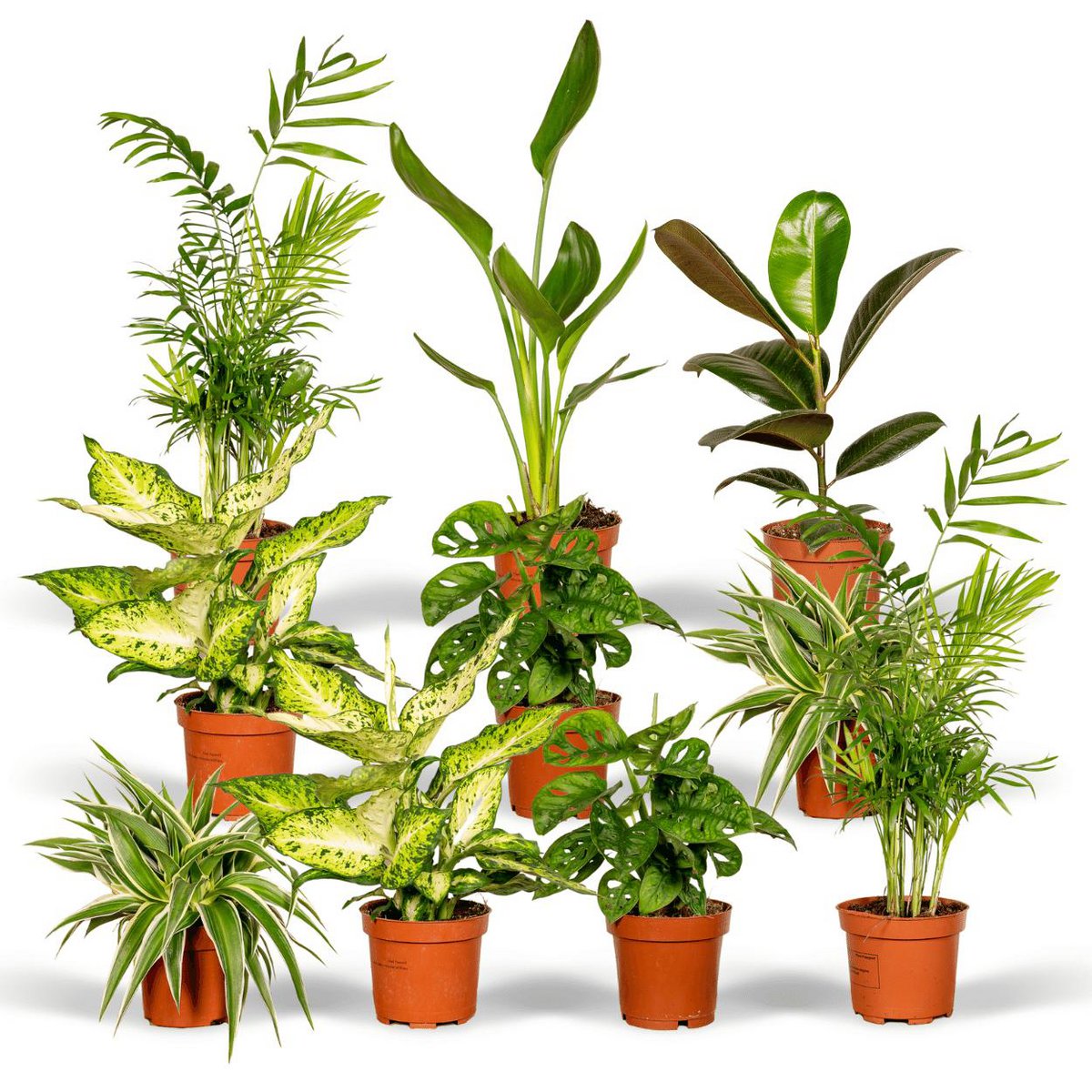 Überraschungsbox - 10 verschiedene Zimmerpflanzen - Ø12cm - ↕35cm