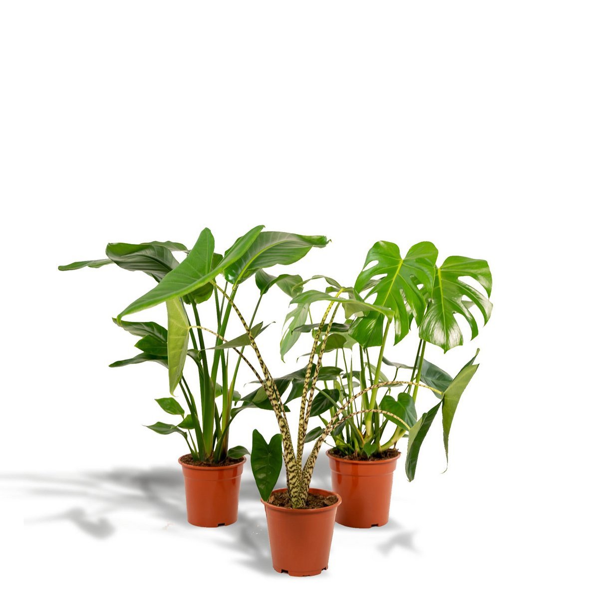 Monstera delyiciosa - ↨75cm - Ø21cm + Alcasia Zebrina - ↨75cm - Ø19cm + Strelitzia Nicolai - ↨85cm - Ø19cm