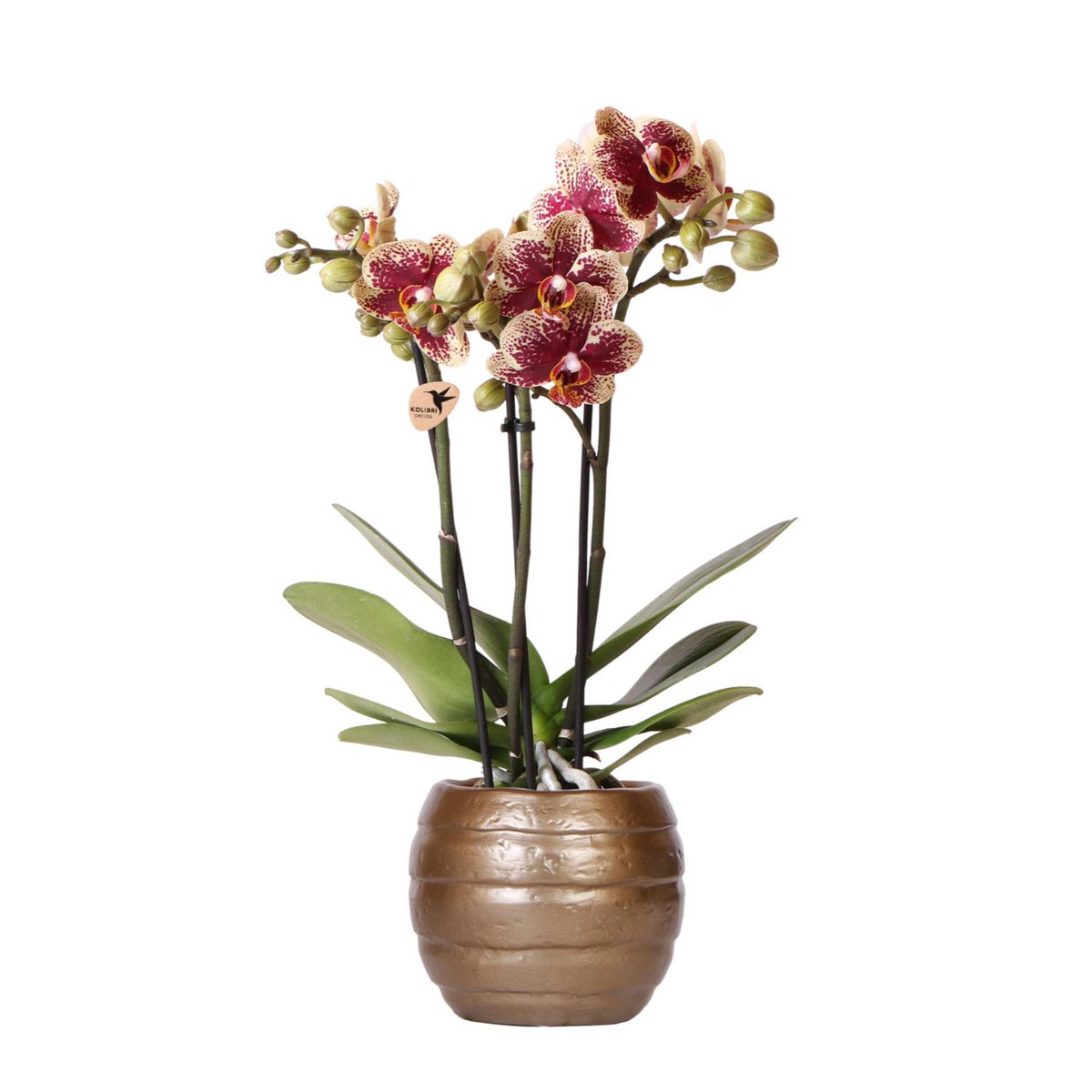 Orchideen | Gelb-rote Phalaenopsis-Orchidee - Spanien + Bienentopf - Topfgröße Ø9cm | blühende Zimmerpflanze – frisch vom Züchter