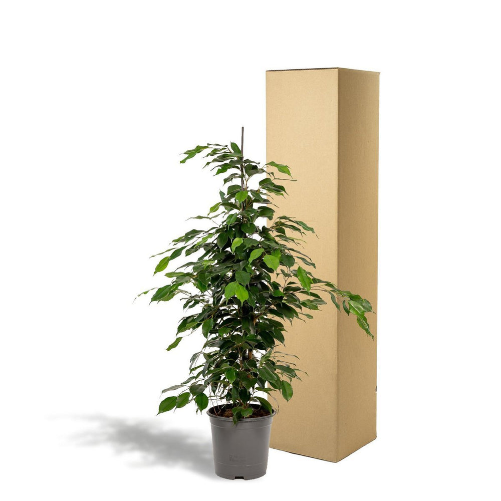 
                      
                        Ficus benjamina Danielle - Ø21cm - ↕95cm
                      
                    