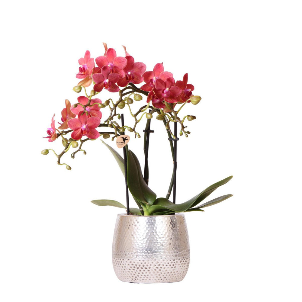 Rote Phalaenopsis Orchidee - Kongo + Elite -Topf Silber - Topfmaß Ø9cm | blühende Raumpflanze im Blumentopf - frisch vom Züchter aus