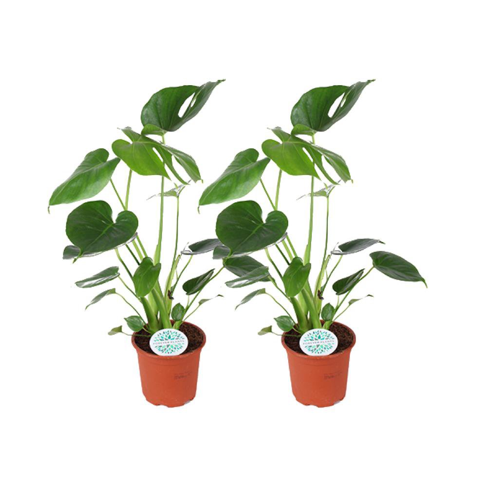 Monstera Deliciosa - 2 Stück - Ø14cm - ↕45cm