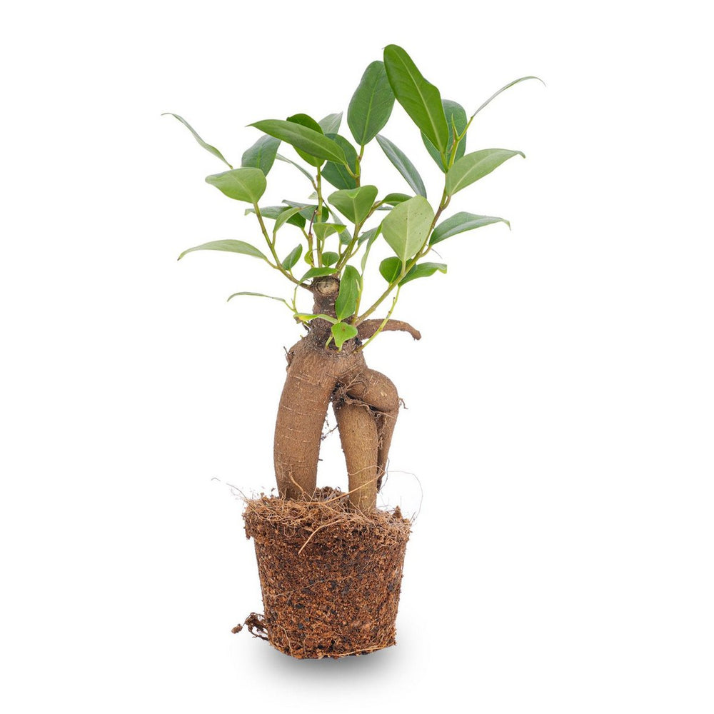 
                      
                        Ficus Ginseng Bonsai - Microcarpa - ↑15 cm - Ø 6 cm
                      
                    