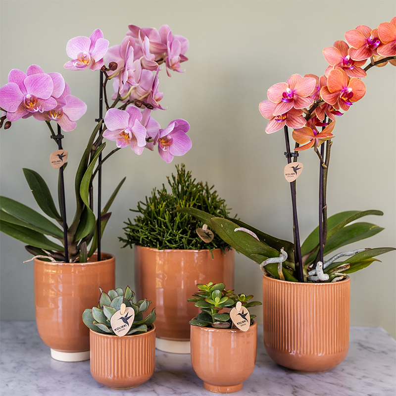 
                      
                        Colibr Orchideen | Combi -Deal von 2 Phalaenopsis Orchideen - Trevino - Potmate Ø9cm | -Anlaboranlage - frisch vom Züchter aus
                      
                    