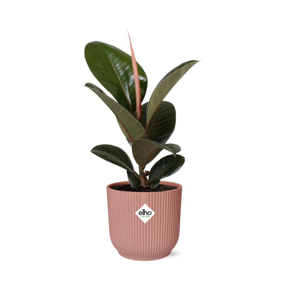 Ficus Elastica 'Robusta' in ELHO Vibes Fold Übertopf 14cm rosa