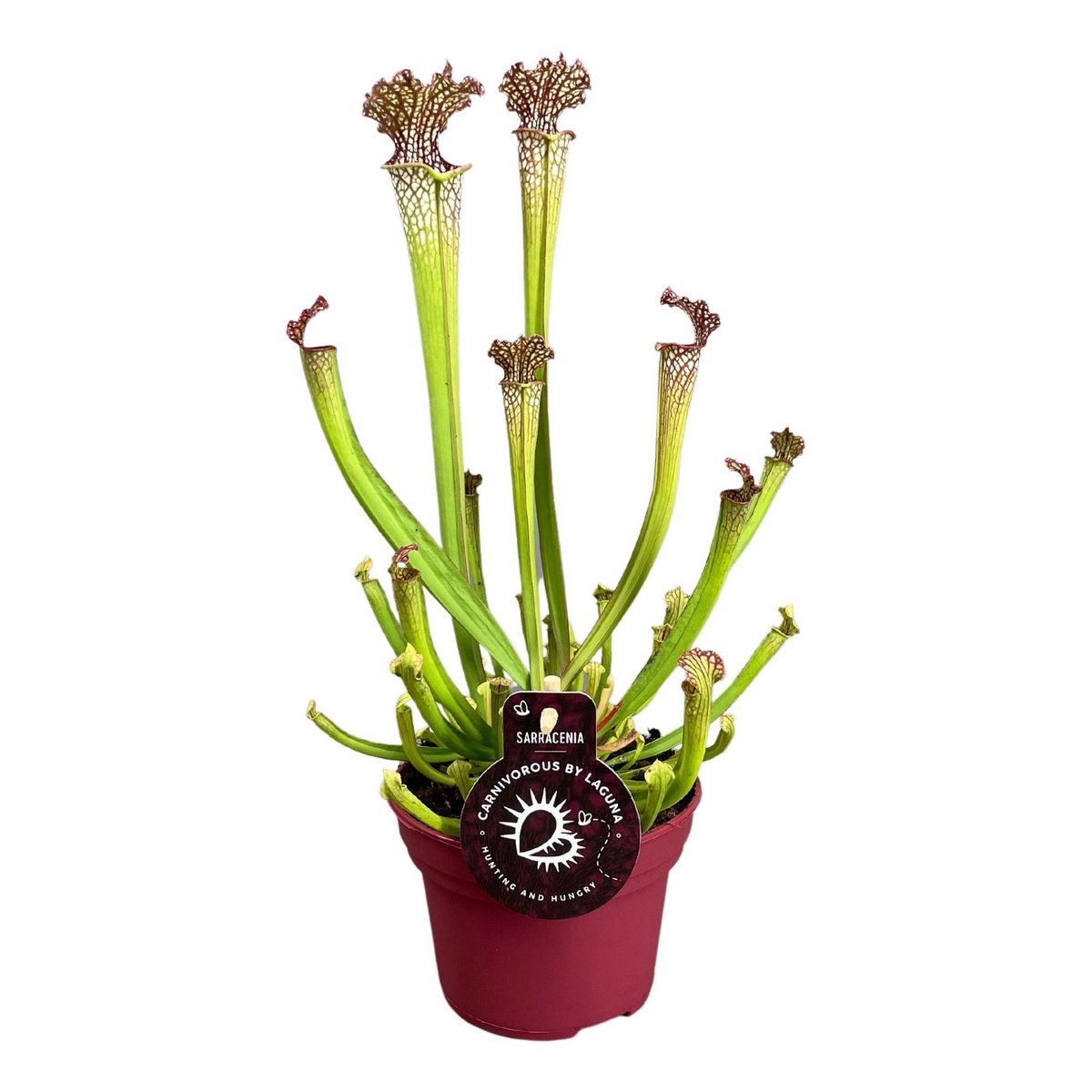 Sarracenia Farnhamii - Schlauchpflanze, fleischfressend (Ø12 cm, Höhe ca. 40 cm)