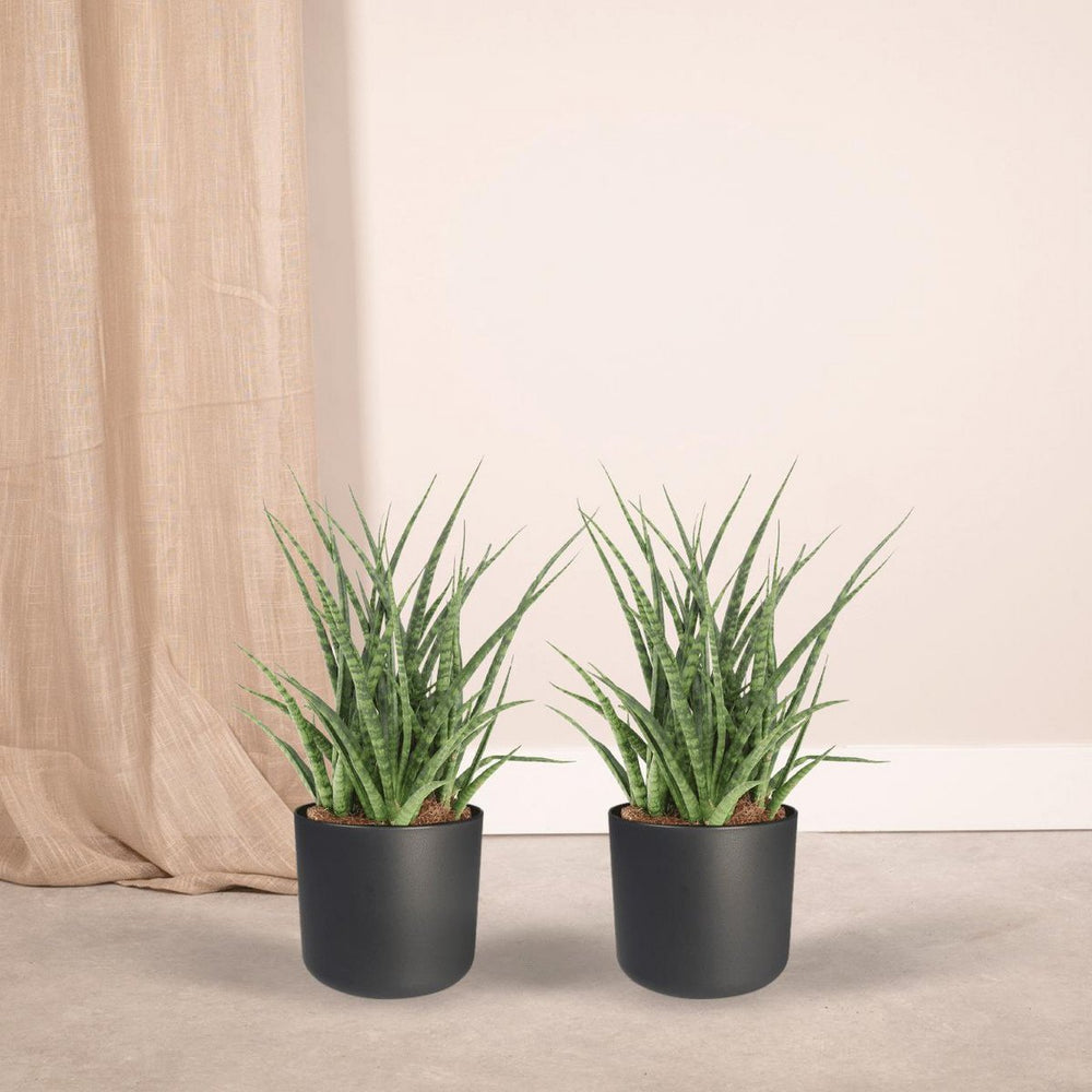 
                      
                        Bogenhanf, Sansevieria Fernwood Punk - Weibliche Zunge - 2 Stück - ø12cm - ↕30cm
                      
                    