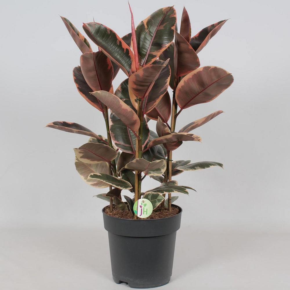 Ficus Belize - Ø27cm - ↕80cm