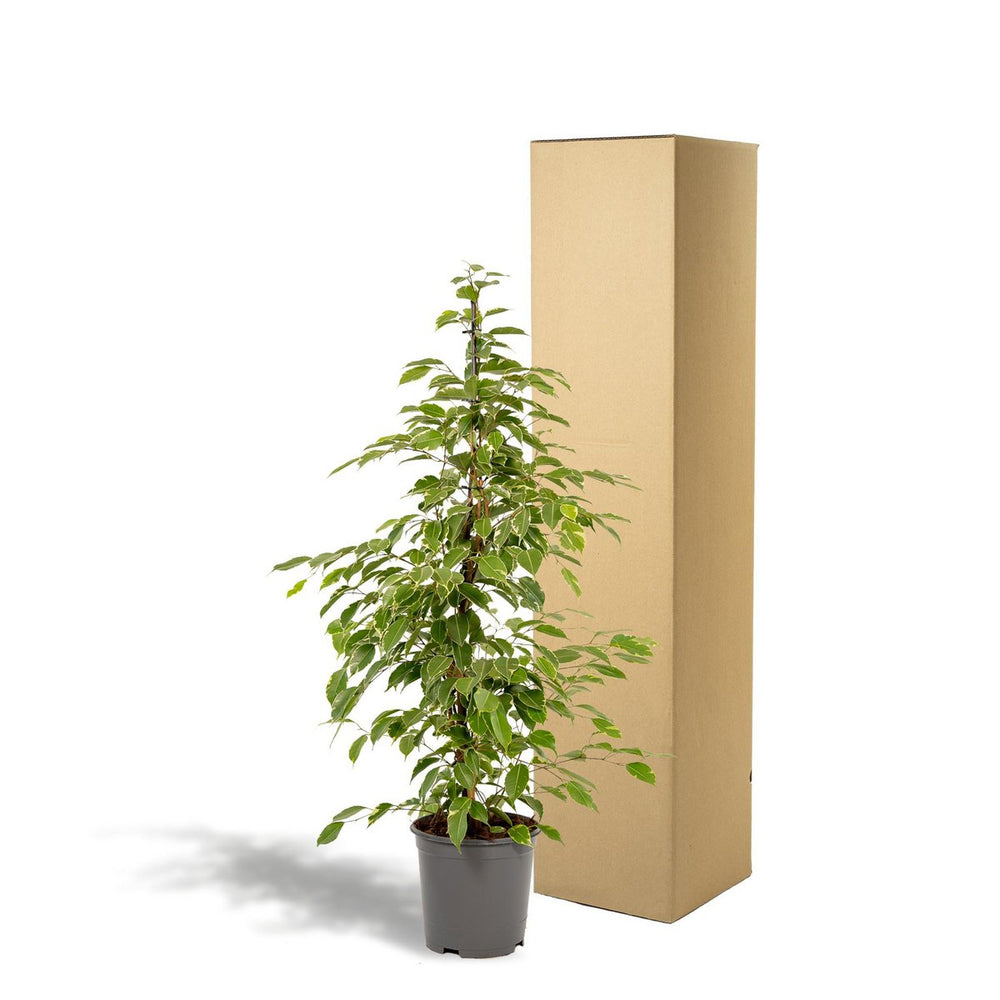 
                      
                        Ficus benjamina Goldenking - Ø21cm - ↕95cm
                      
                    