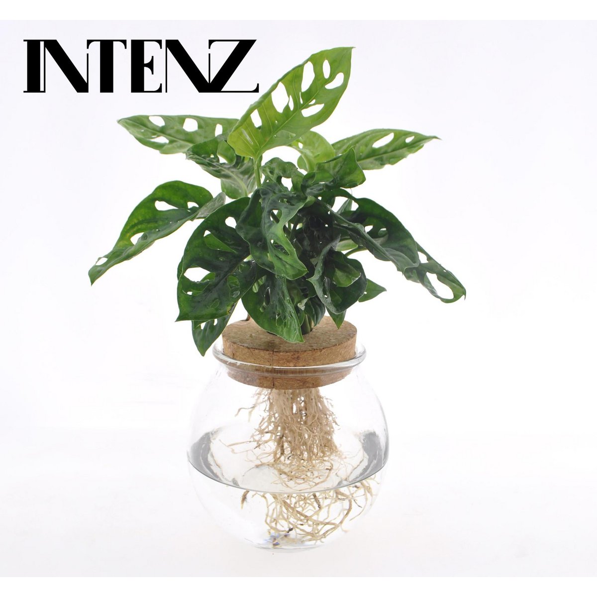 Monstera Adansonii – Ø12 ↕25
