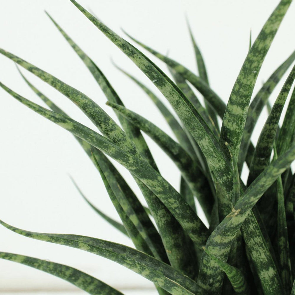 
                      
                        Bogenhanf, Sansevieria Fernwood Punk - Weibliche Zunge - 2 Stück - ø12cm - ↕30cm
                      
                    