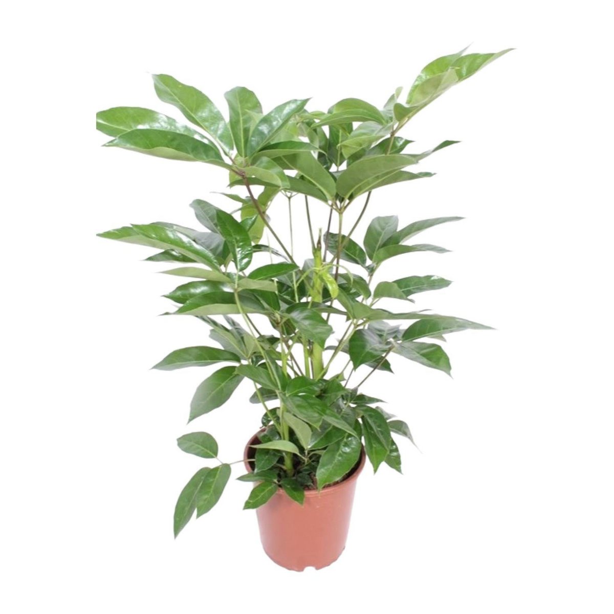 Schefflera Liebe - iø24cm - ↕100cm