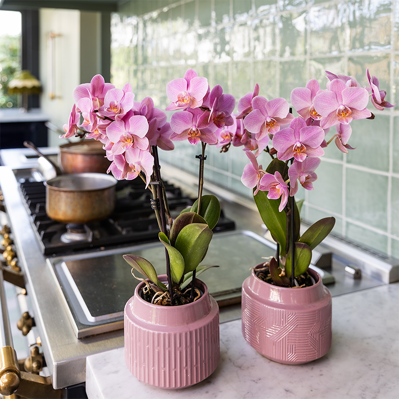 
                      
                        Colibr Orchideen | Combi -Deal von 2 Phalaenopsis Orchideen - Trevino - Potmate Ø9cm | -Anlaboranlage - frisch vom Züchter aus
                      
                    