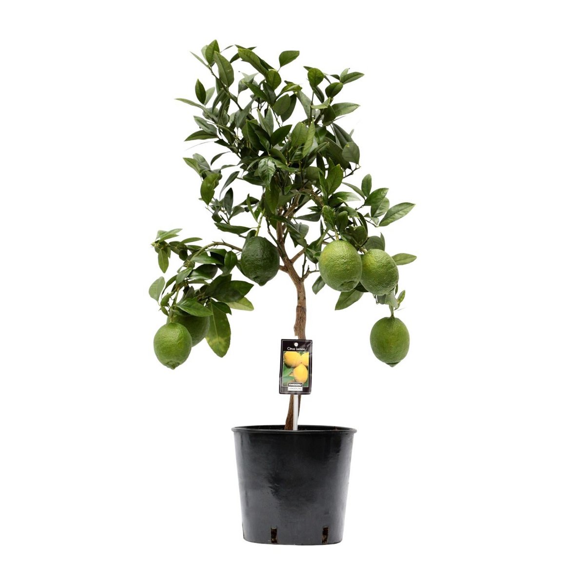 Zitronenbaum Citruspflanze – mediterrane Frische für Zuhause | Topf Ø 22 cm | Höhe ca. 80 cm