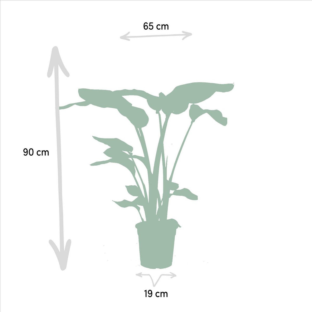 
                      
                        Monstera delyiciosa - ↨75cm - Ø21cm + Alcasia Zebrina - ↨75cm - Ø19cm + Strelitzia Nicolai - ↨85cm - Ø19cm
                      
                    