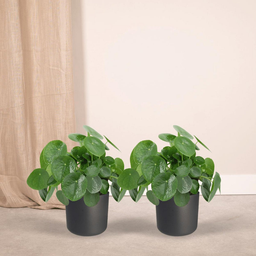 
                      
                        Pilea Peperomioides - Pfannkuchenpflanze, Chinamoneyplant - 2 Stück - ø15cm - ↕25 cm
                      
                    