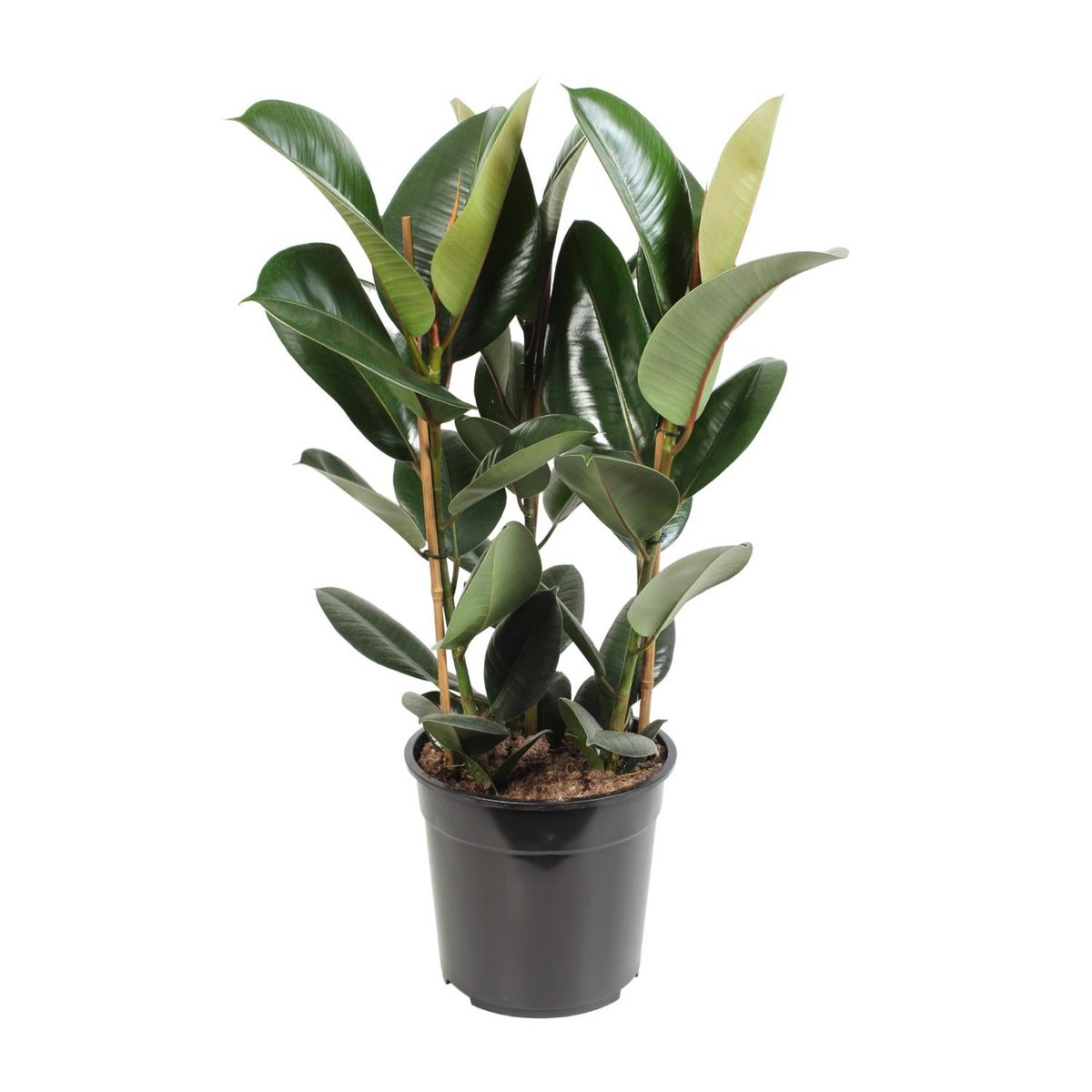 Ficus Elastic Robust - Ø27cm - ↕85 cm