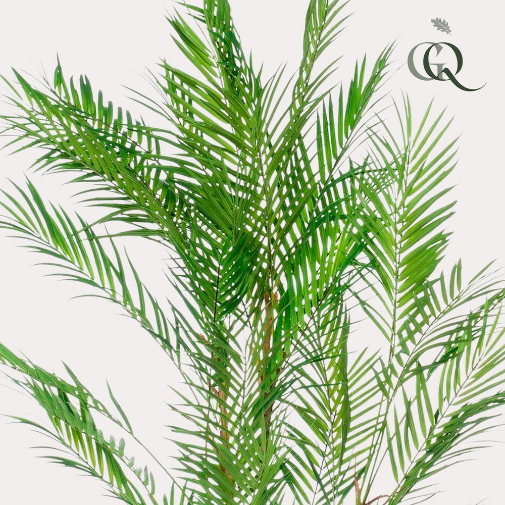 
                      
                        Kunstpflanze - Chamaedorea elegans - Bergpalm - 120 cm
                      
                    