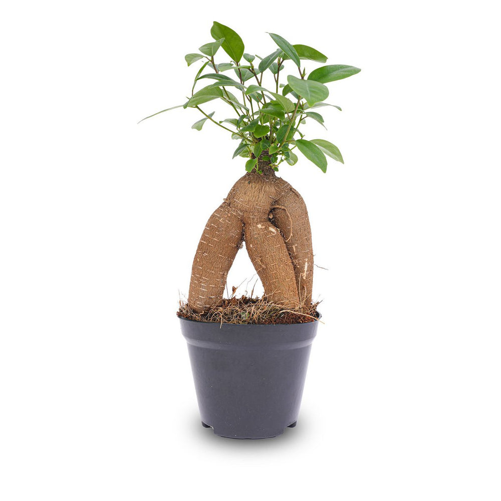 
                      
                        Ficus microcarpa Ginseng Bonsai – ↑20 cm
                      
                    