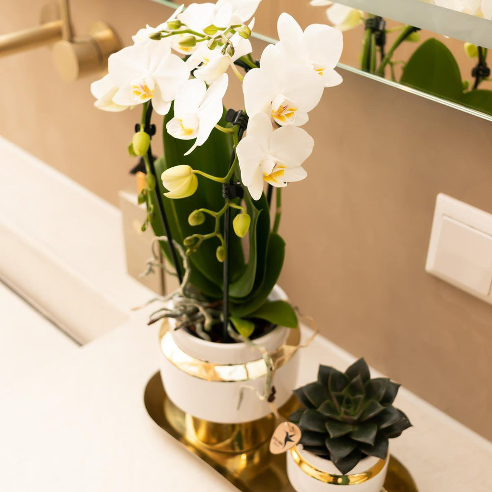 
                      
                        Le Chic Blumentopf – Weißer dekorativer Keramiktopf mit goldenen Details – Ø6 cm
                      
                    
