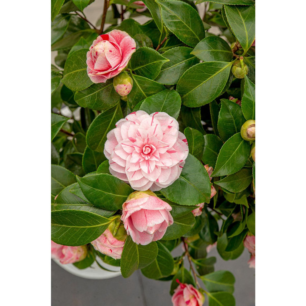 
                      
                        Camellia japonica ‘Bonomiana’ – Ø19 cm Topf – Höhe ca. 65 cm
                      
                    
