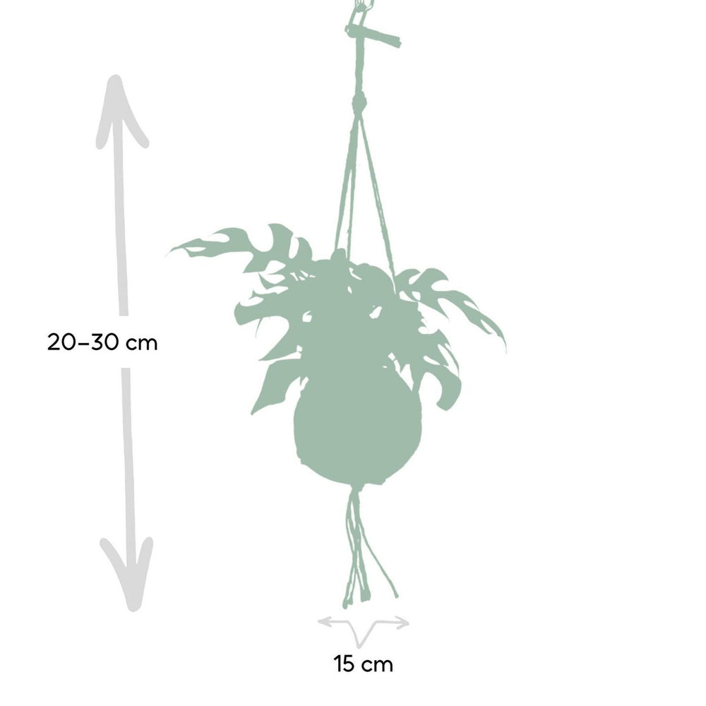 
                      
                        Kokodama Monstera Minima Hang – Lochpflanze – Ø15 cm – ↕25 cm
                      
                    