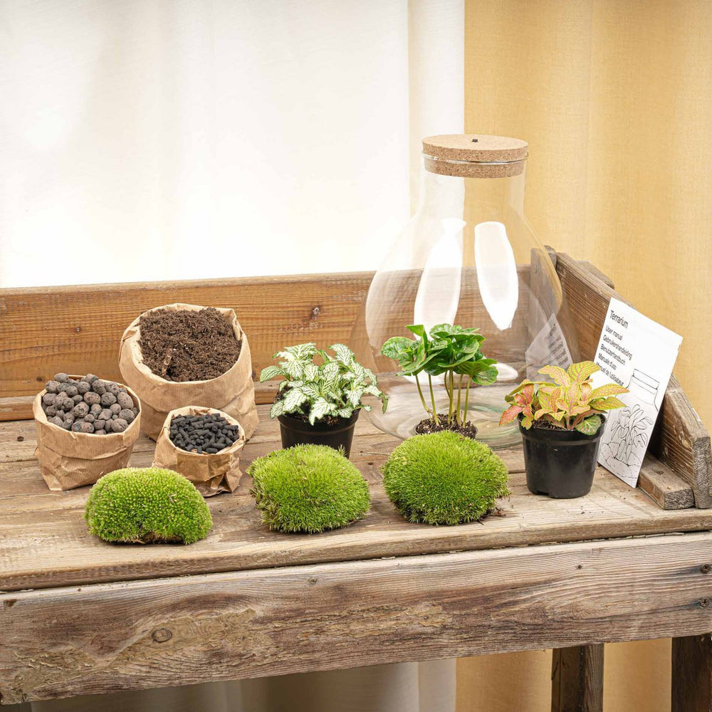 
                      
                        Terrarium-Bausatz – Sam Coffea mit Licht – Flaschengarten – ↑ 30 cm
                      
                    