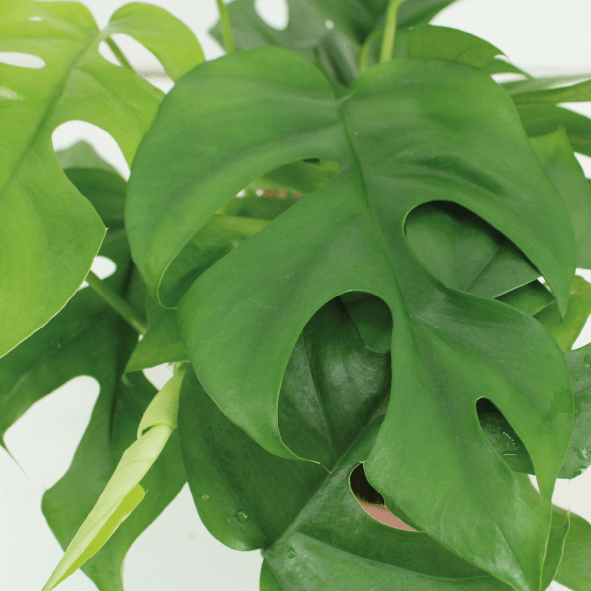 Kokodama Monstera minima hängen (Lochpflanze) - 2 Teile - Ø15 cm - ↕25 cm
