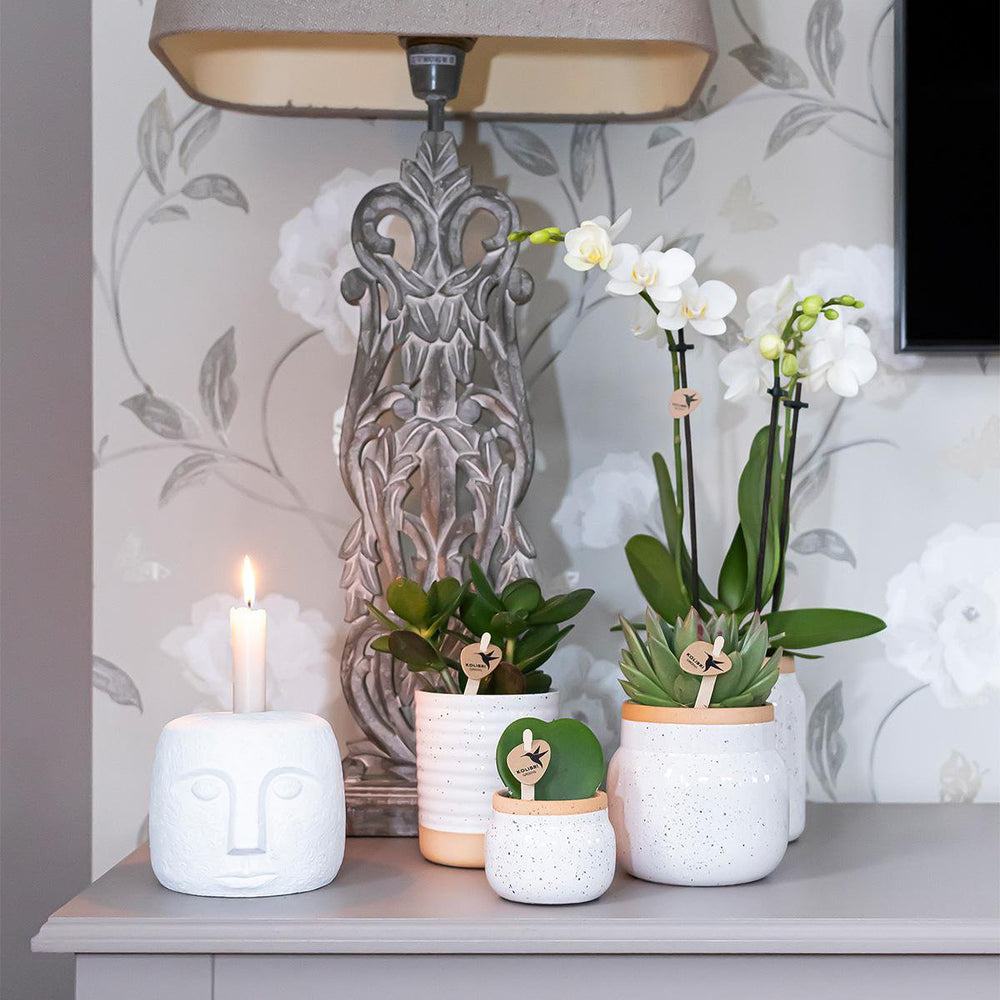 
                      
                        Orchideen – Überraschungsbox-Mix  – Überraschungsbox mit 4 verschiedenen Orchideen – frisch vom Züchter
                      
                    