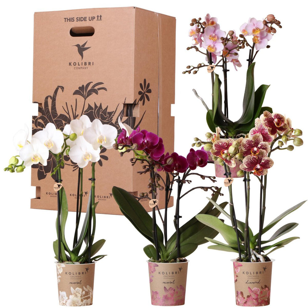 Orchideen – Überraschungsbox-Mix  – Überraschungsbox mit 4 verschiedenen Orchideen – frisch vom Züchter